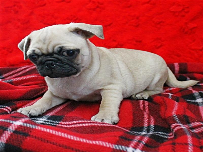 puppy image