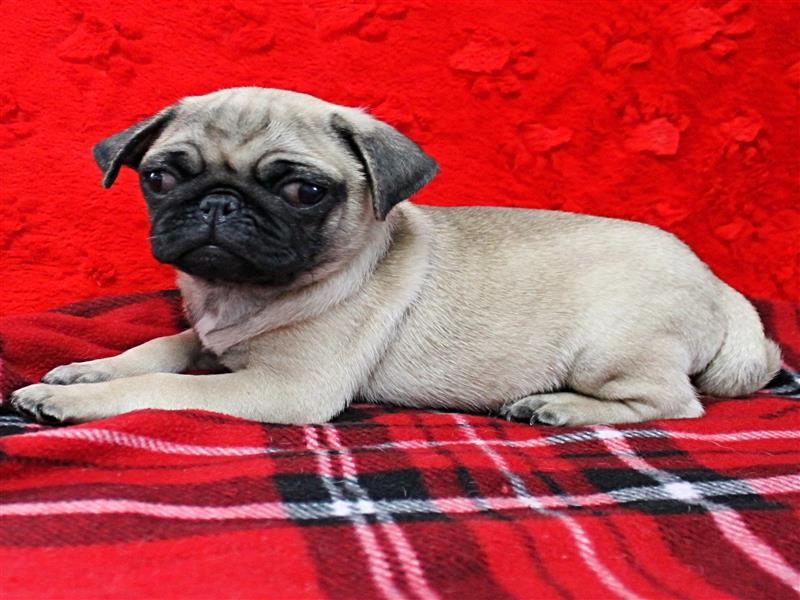 puppy image