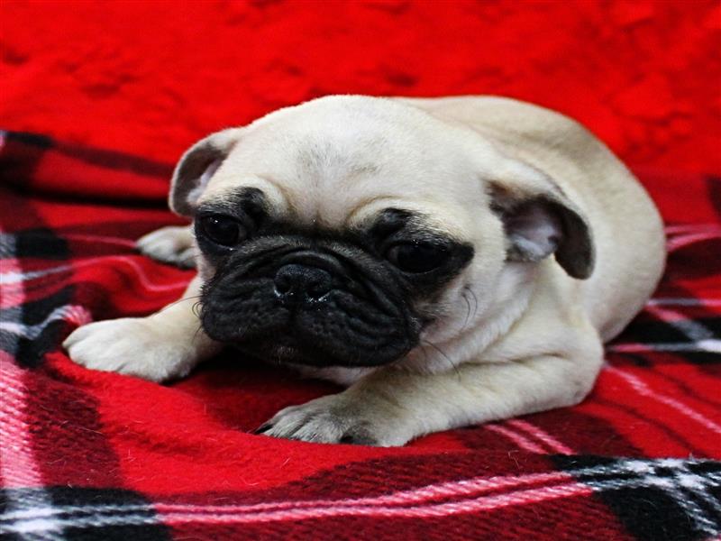 puppy image