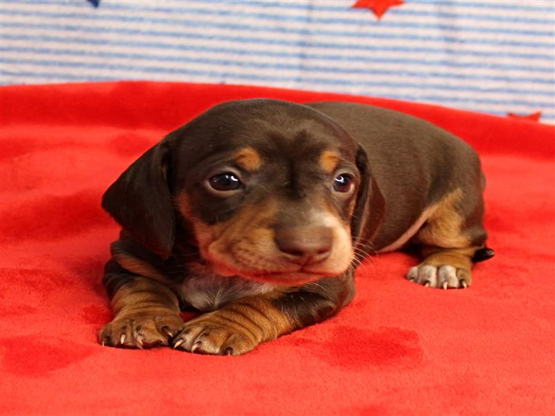 puppy image