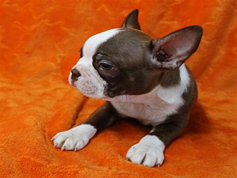 puppy image