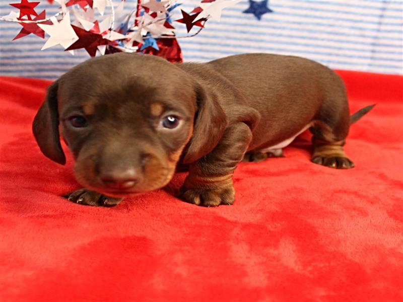 puppy image