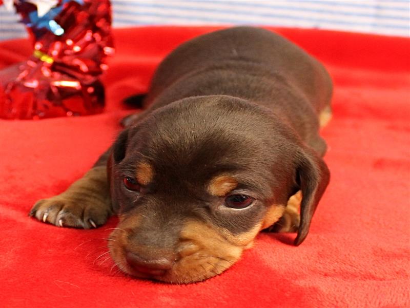 puppy image