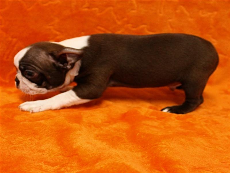 puppy image