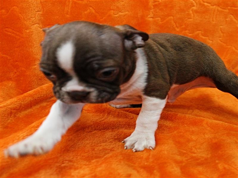 puppy image