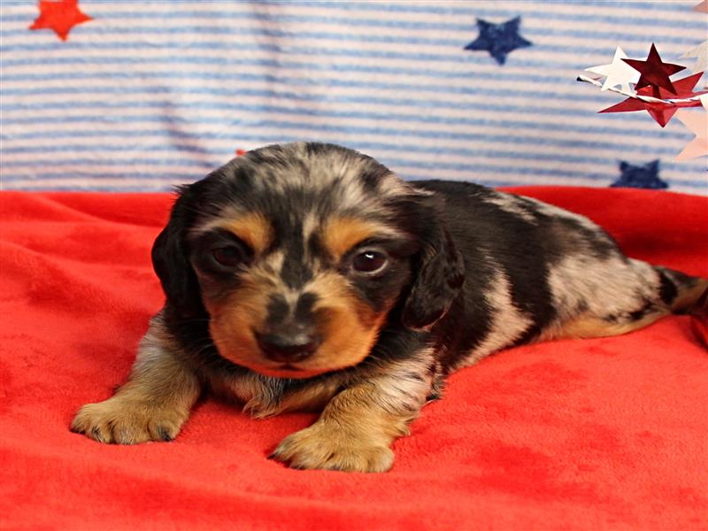 puppy image