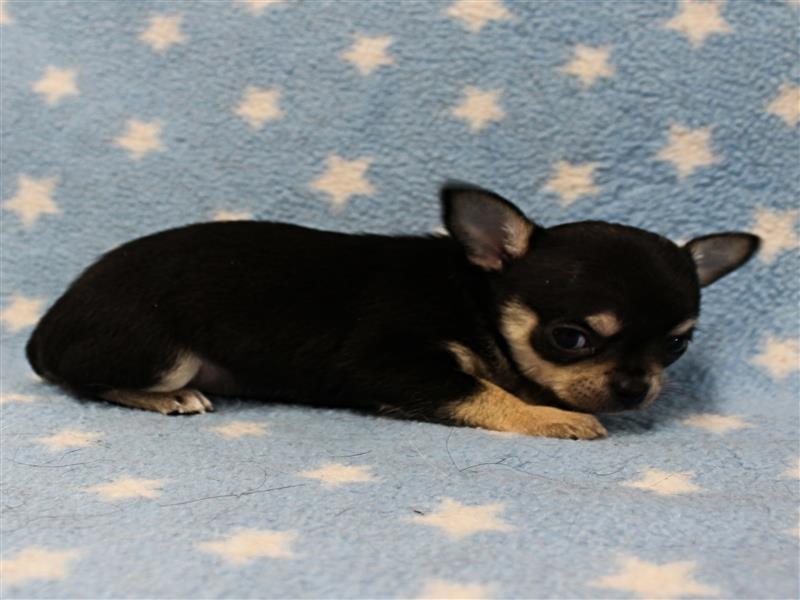 puppy image