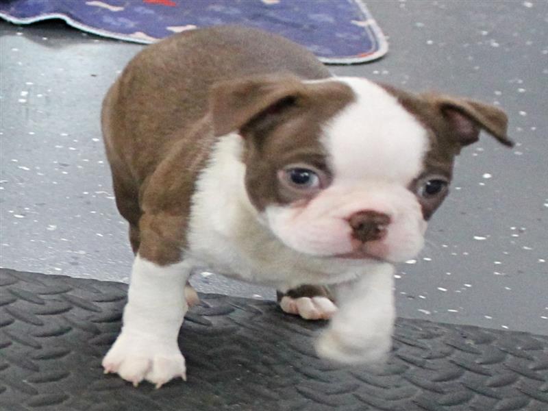 puppy image