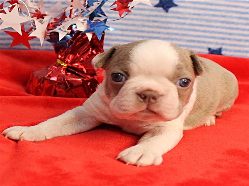 puppy image