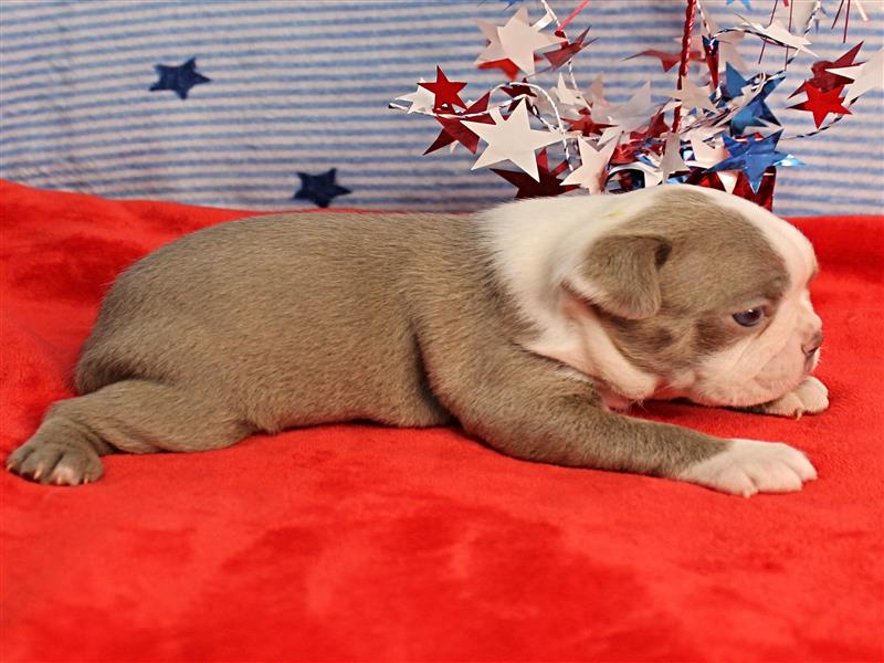 puppy image