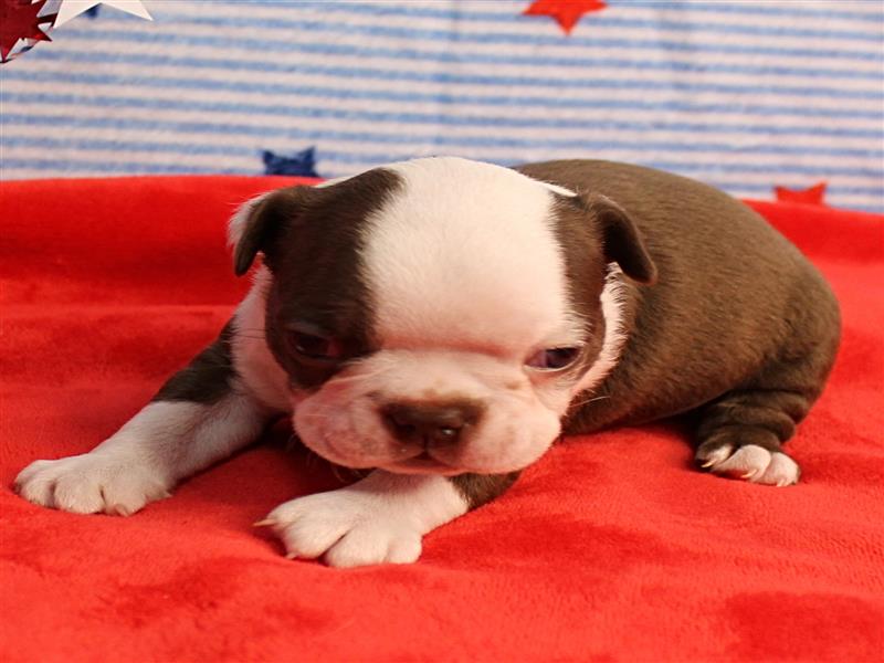 puppy image