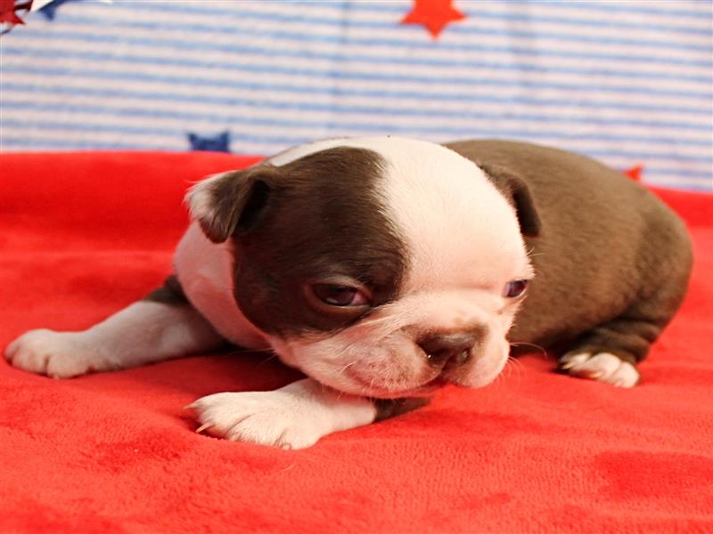 puppy image