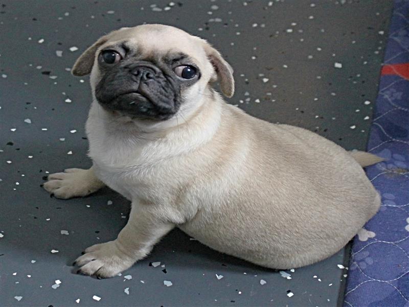 puppy image