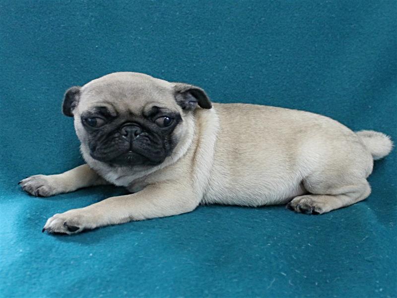 puppy image