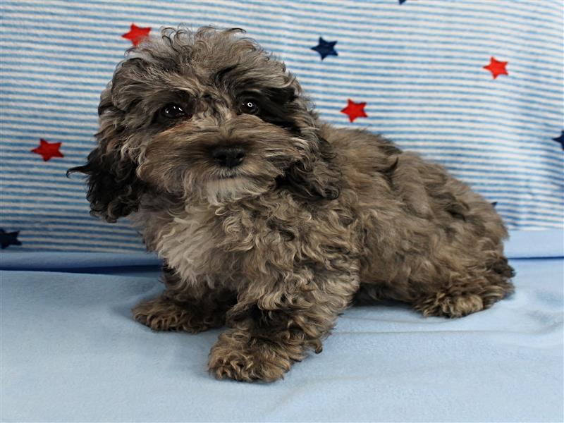 puppy image