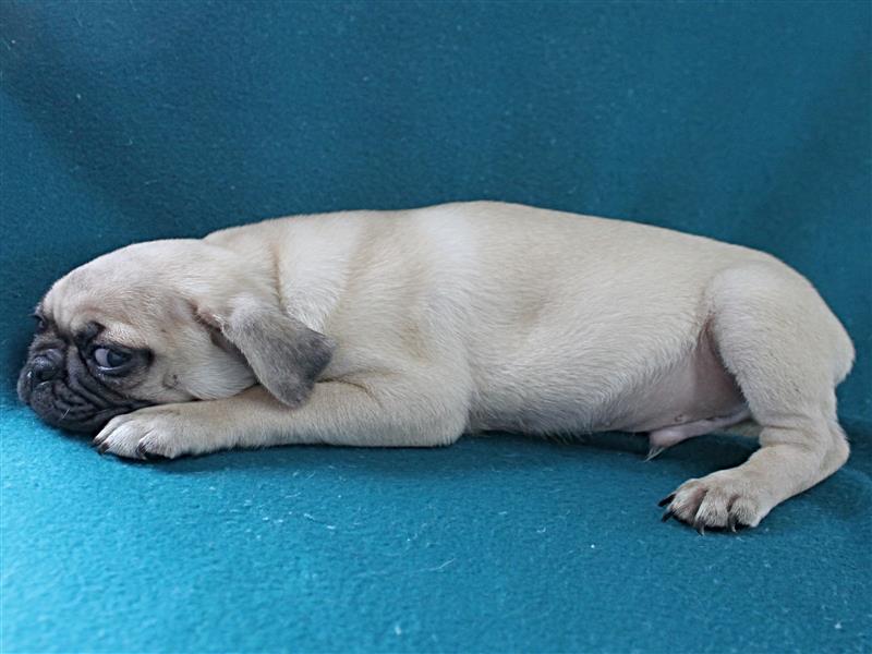 puppy image