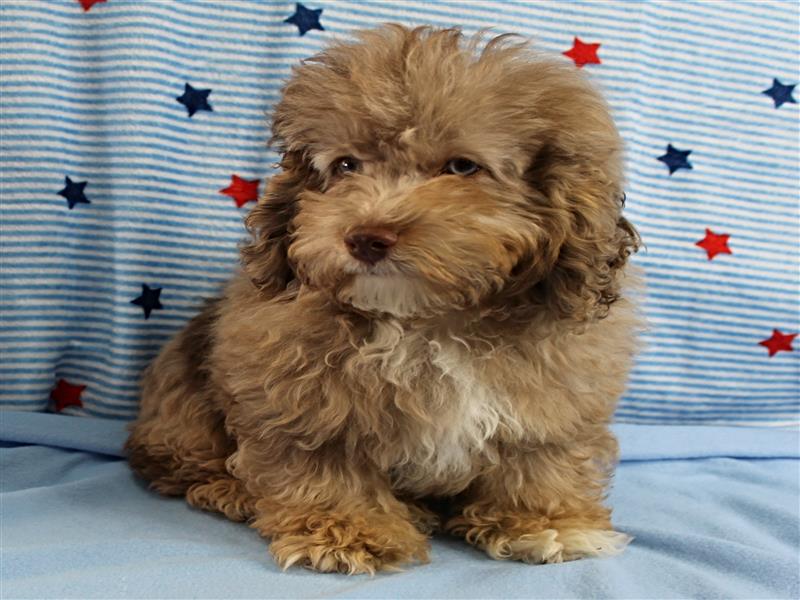 puppy image