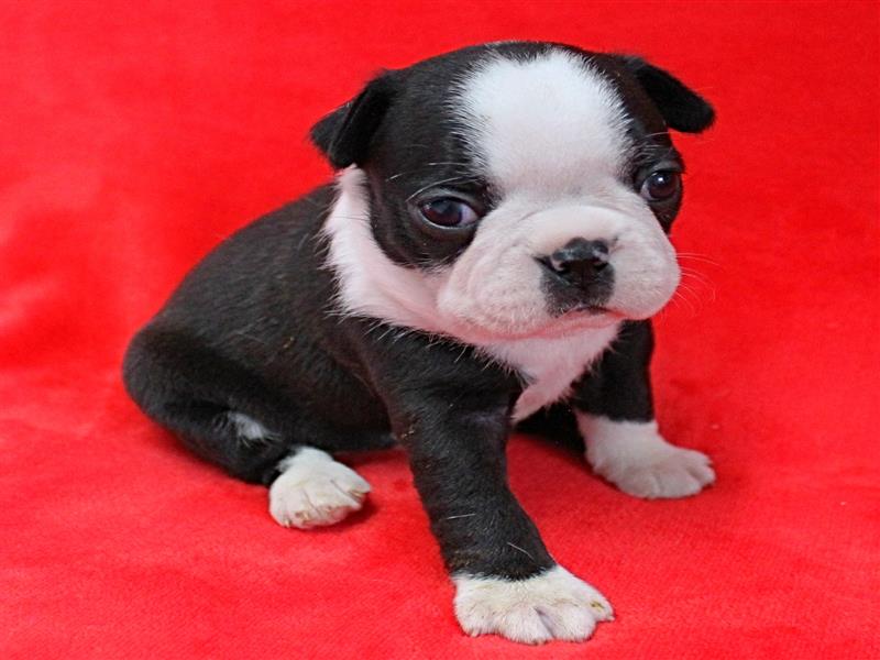 puppy image
