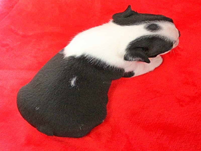 puppy image