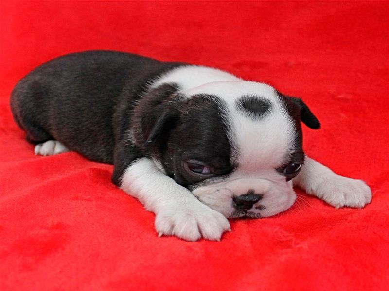 puppy image