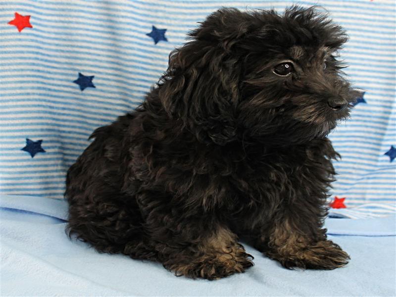 puppy image