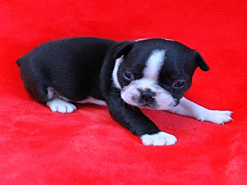 puppy image