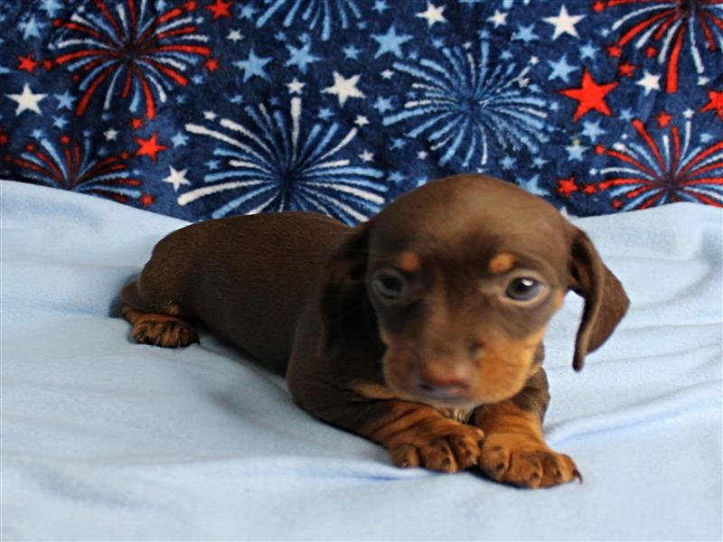 puppy image