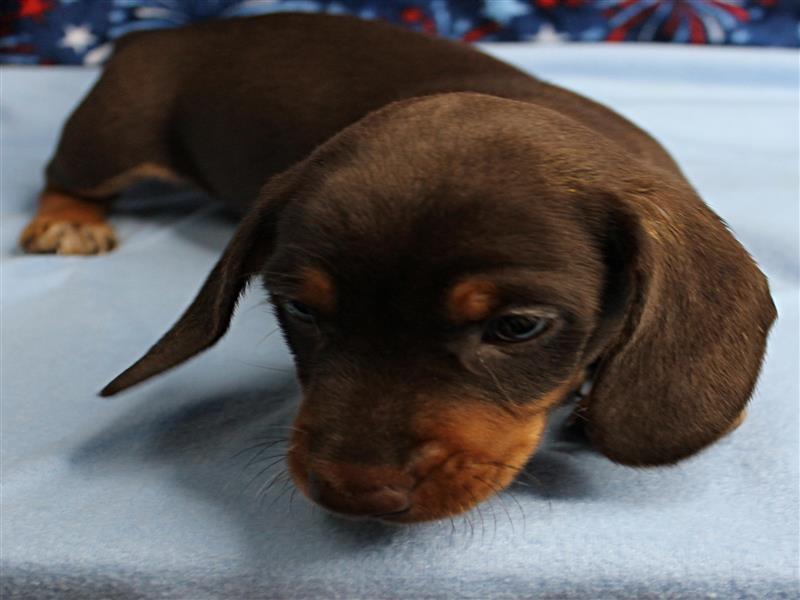 puppy image