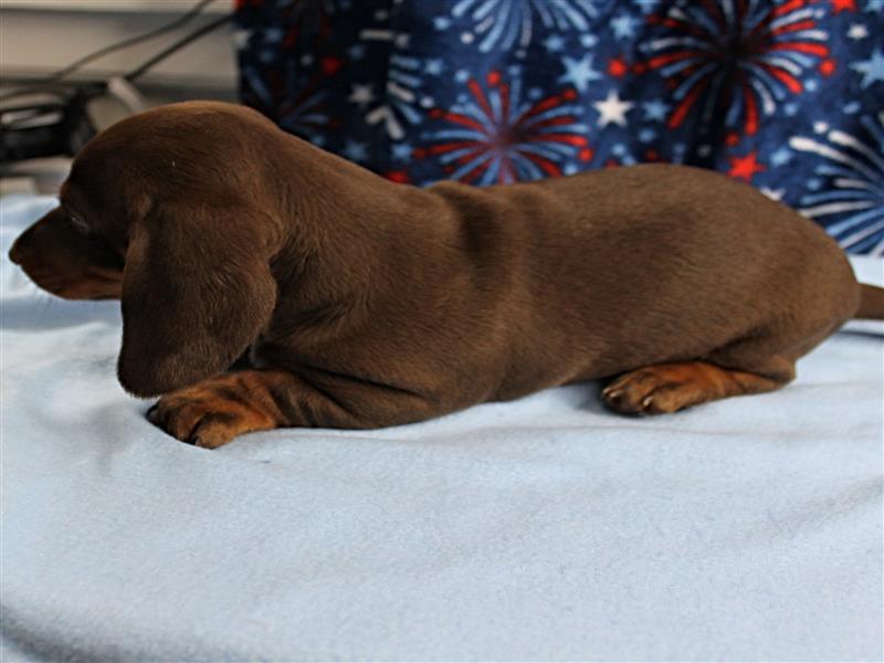puppy image