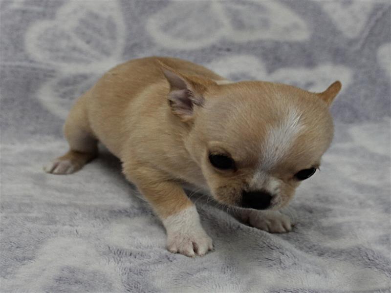 puppy image
