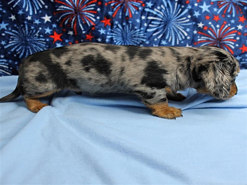 puppy image