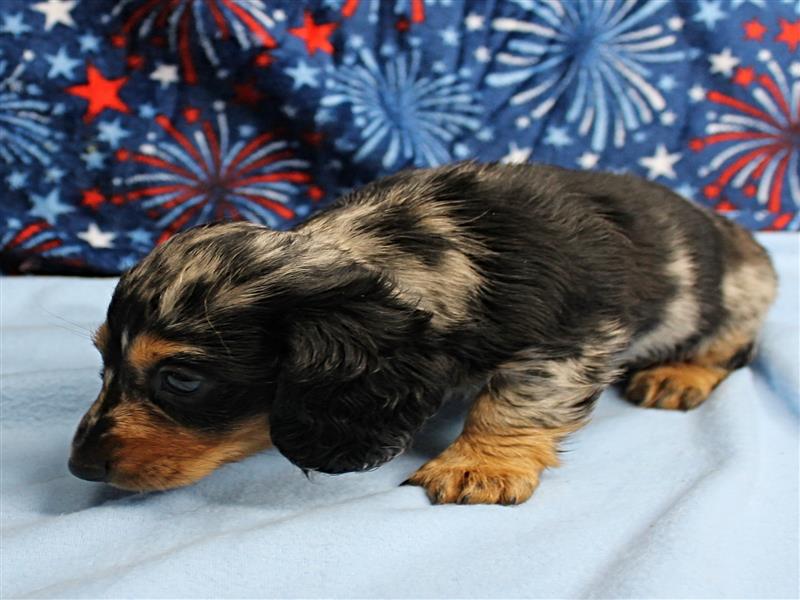 puppy image