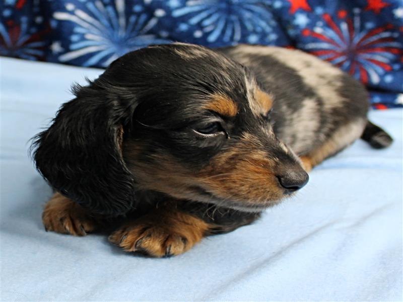 puppy image