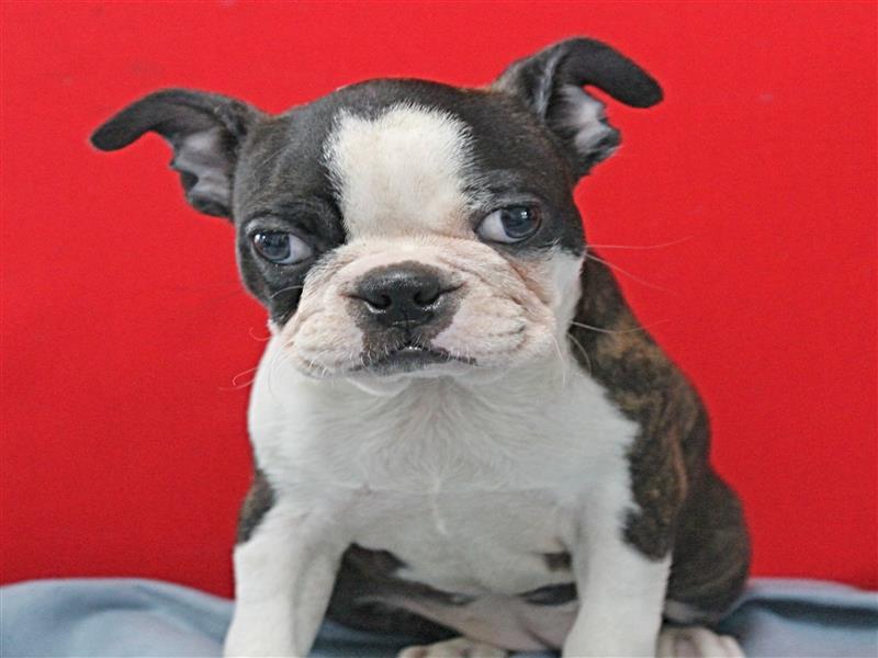 puppy image