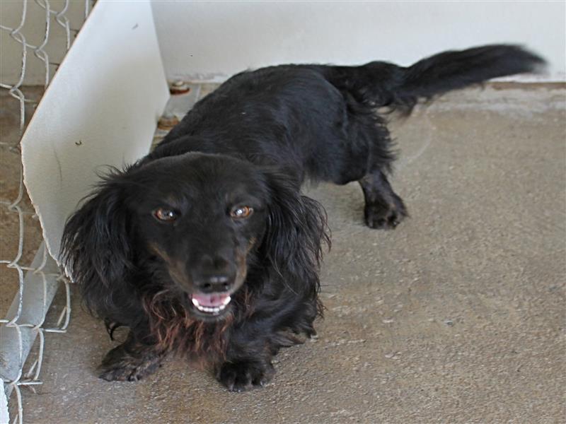 puppy image