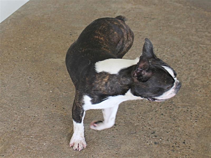 puppy image