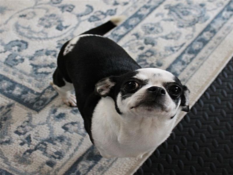 puppy image