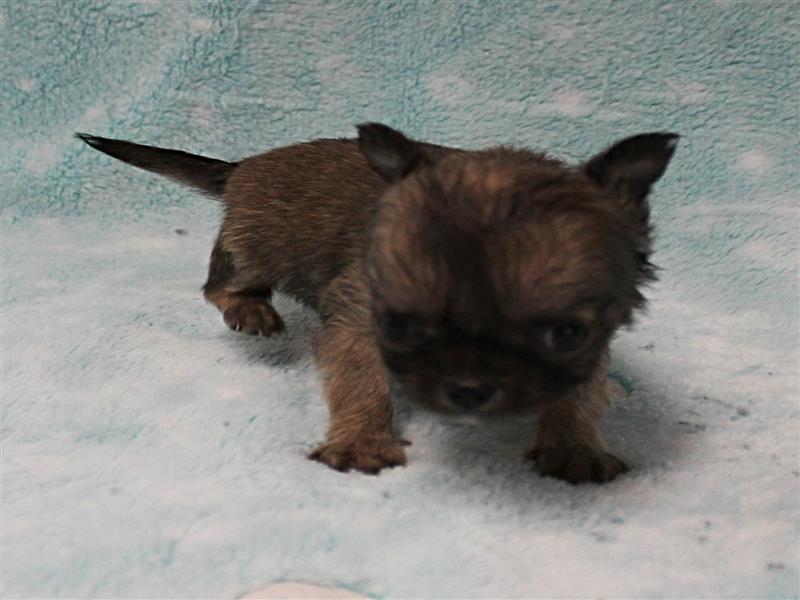 puppy image