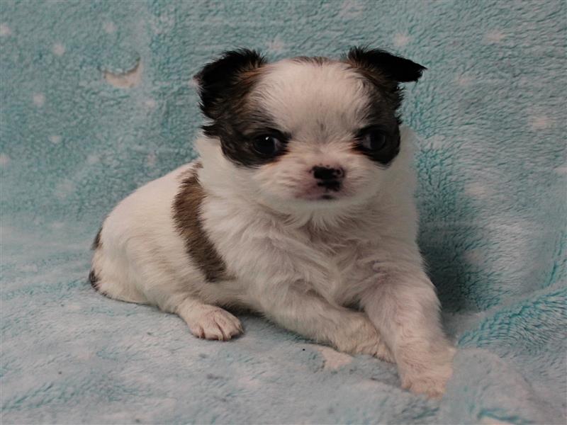 puppy image