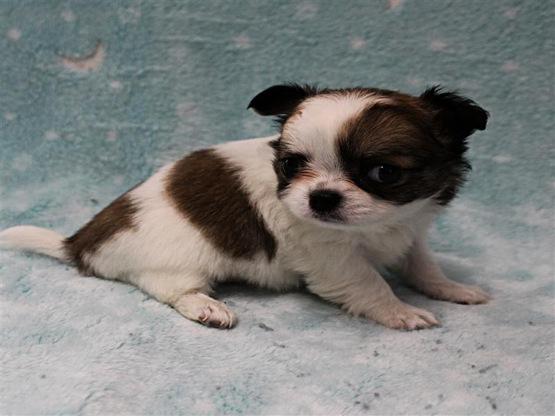 puppy image