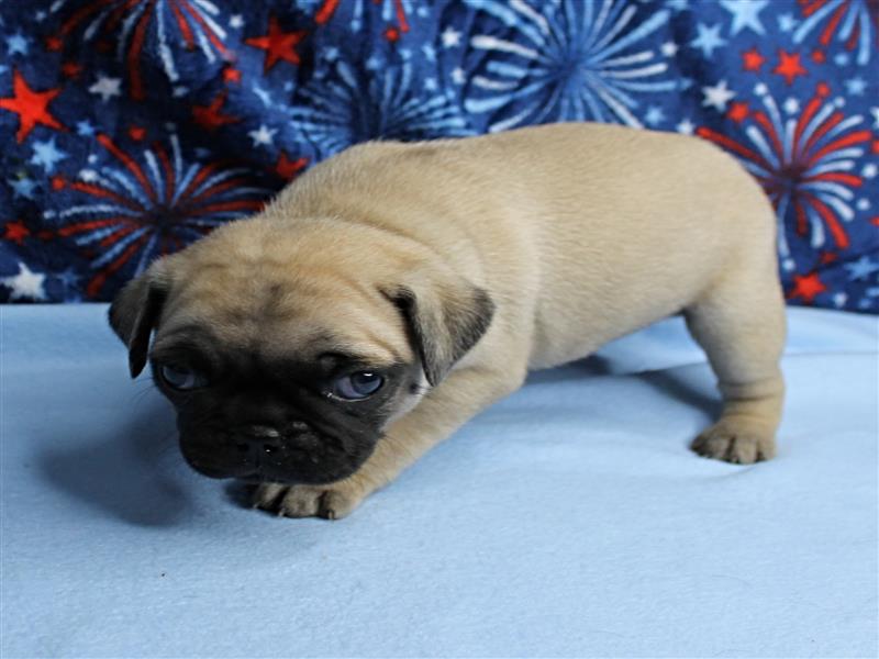 puppy image