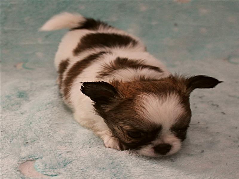 puppy image