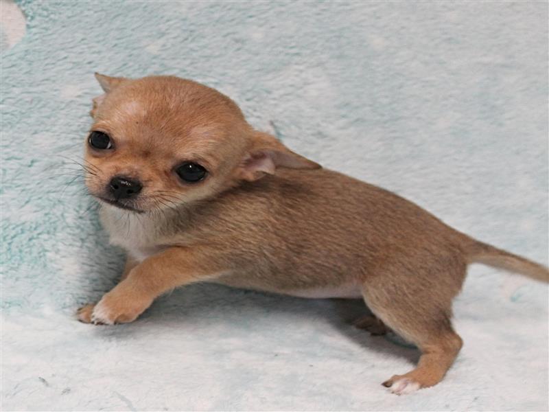 puppy image