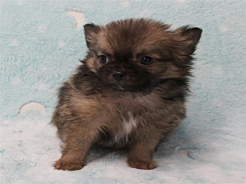 puppy image