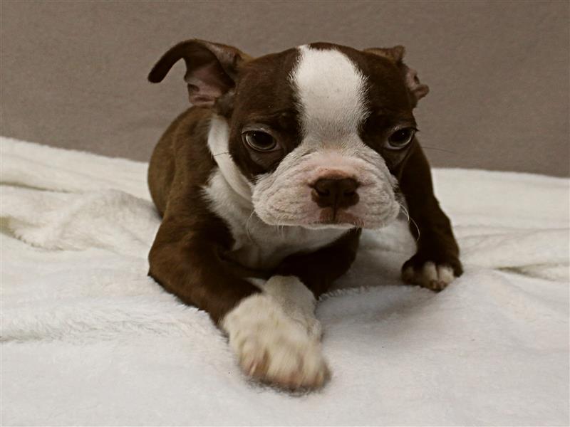 puppy image