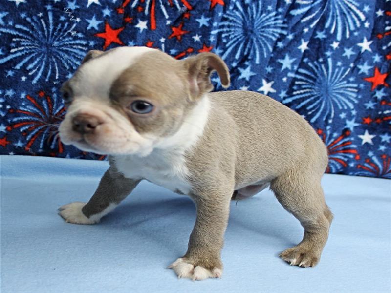 puppy image