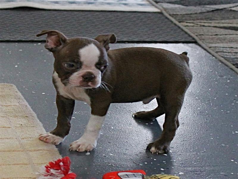 puppy image