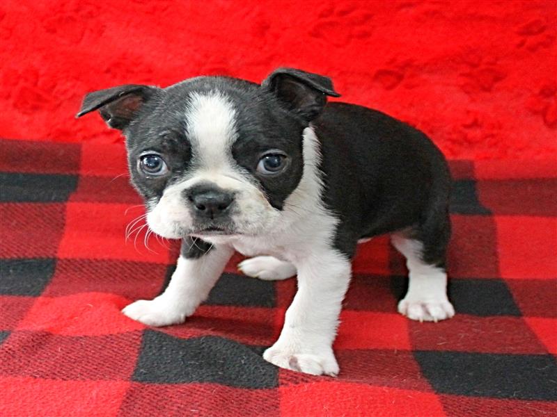 puppy image