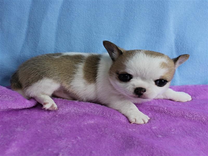 puppy image