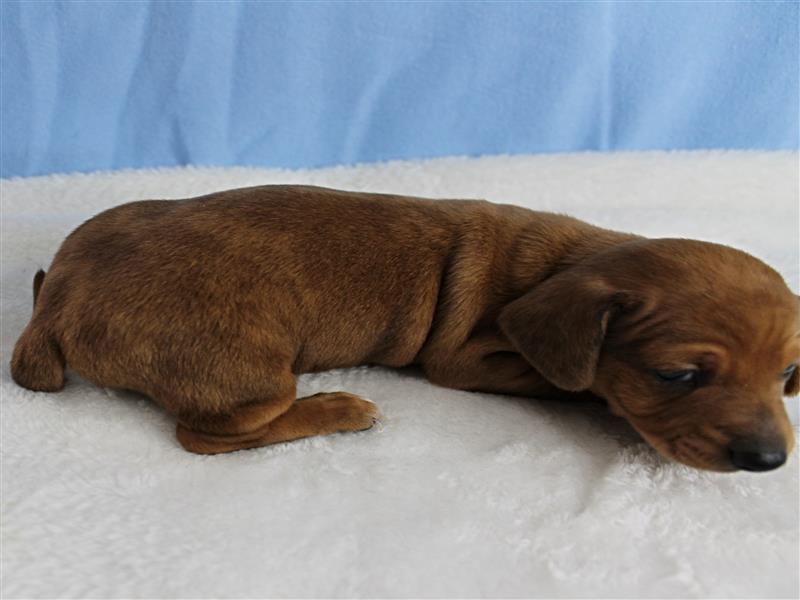 puppy image